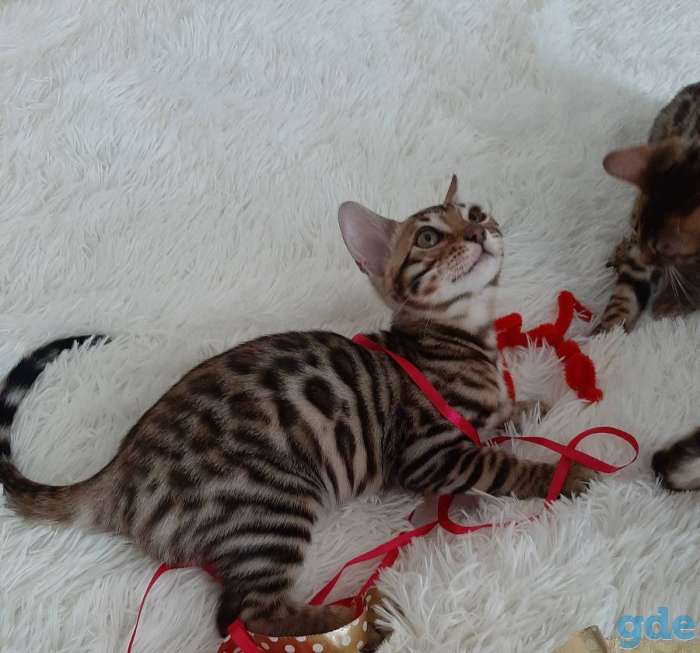 Бенгальские котята, фотография 2