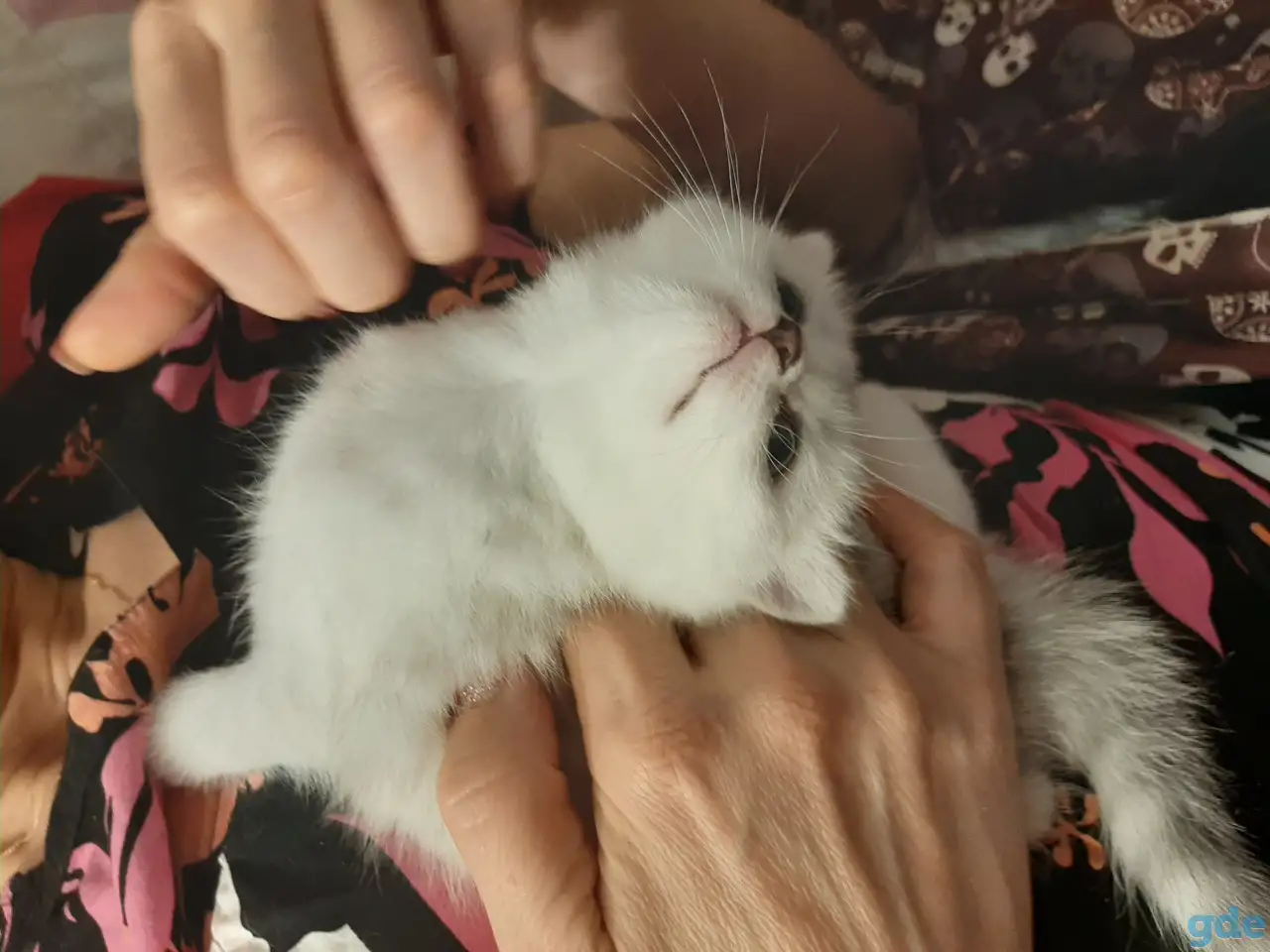 Шотландские  вислоухие котята, фотография 11