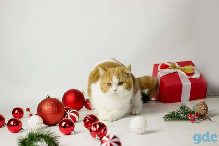 Британские короткошерстные котята, фотография 1