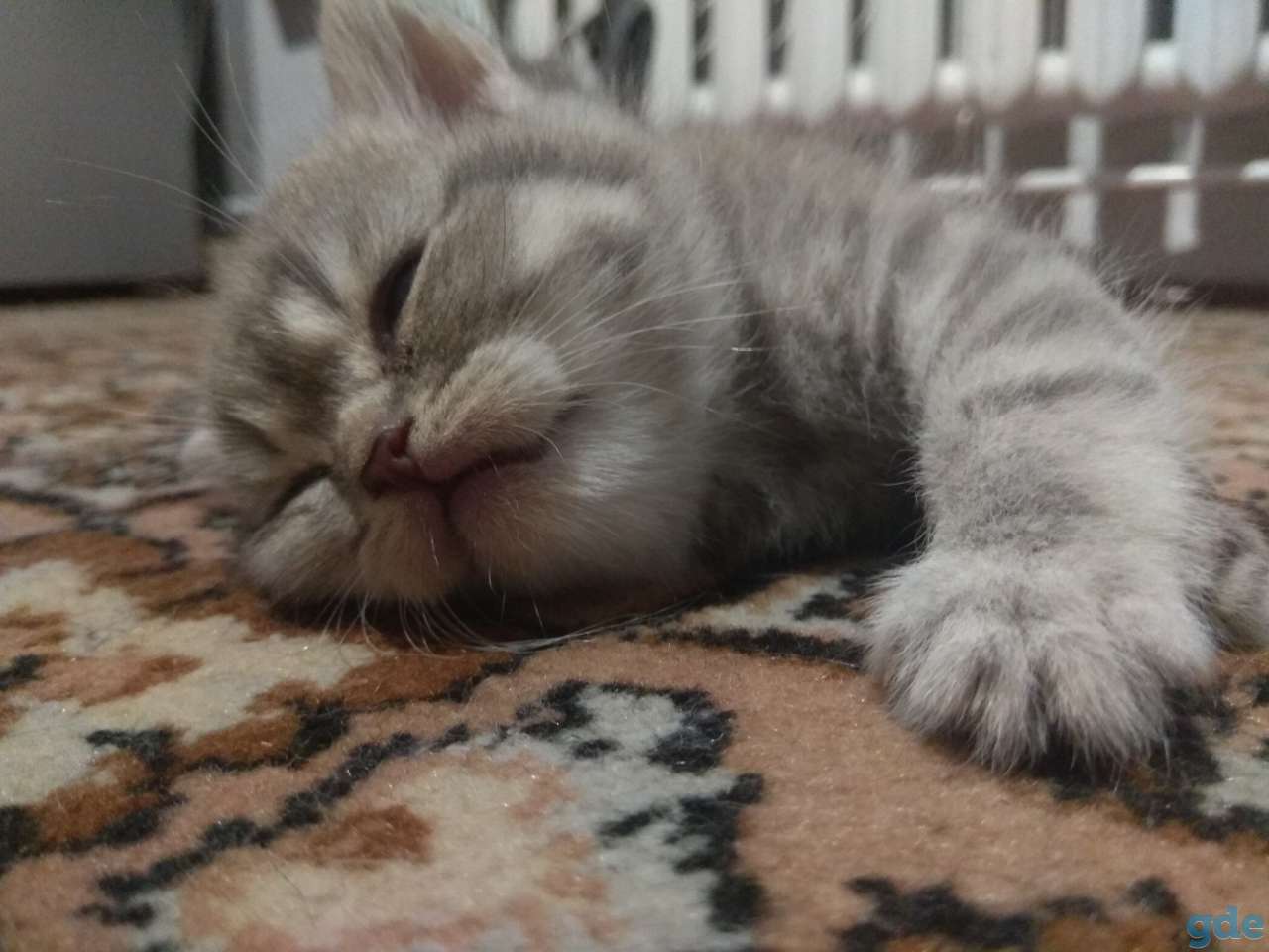 Шотландские котята, фотография 3