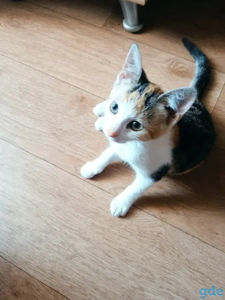 Котёнок ищет дом!, фотография 10