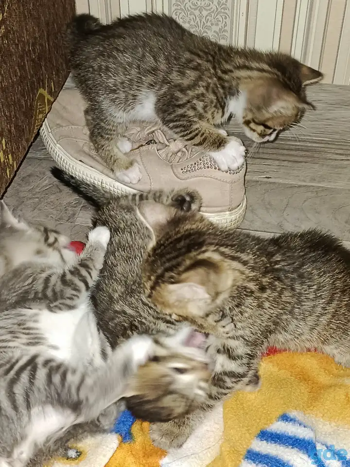 котята, фотография 1