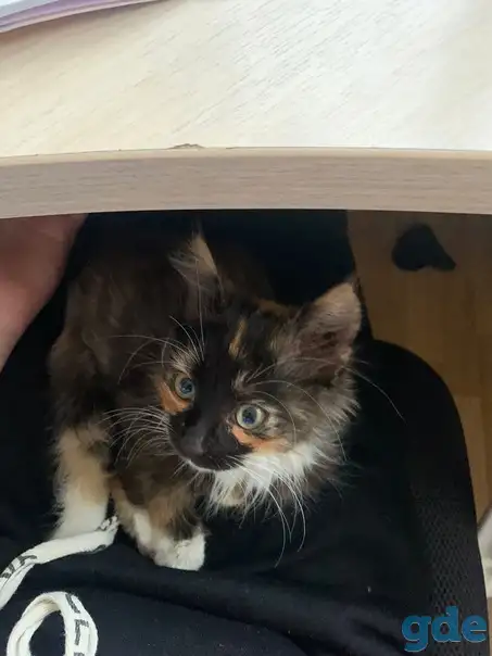 Шикарный котенок, фотография 1