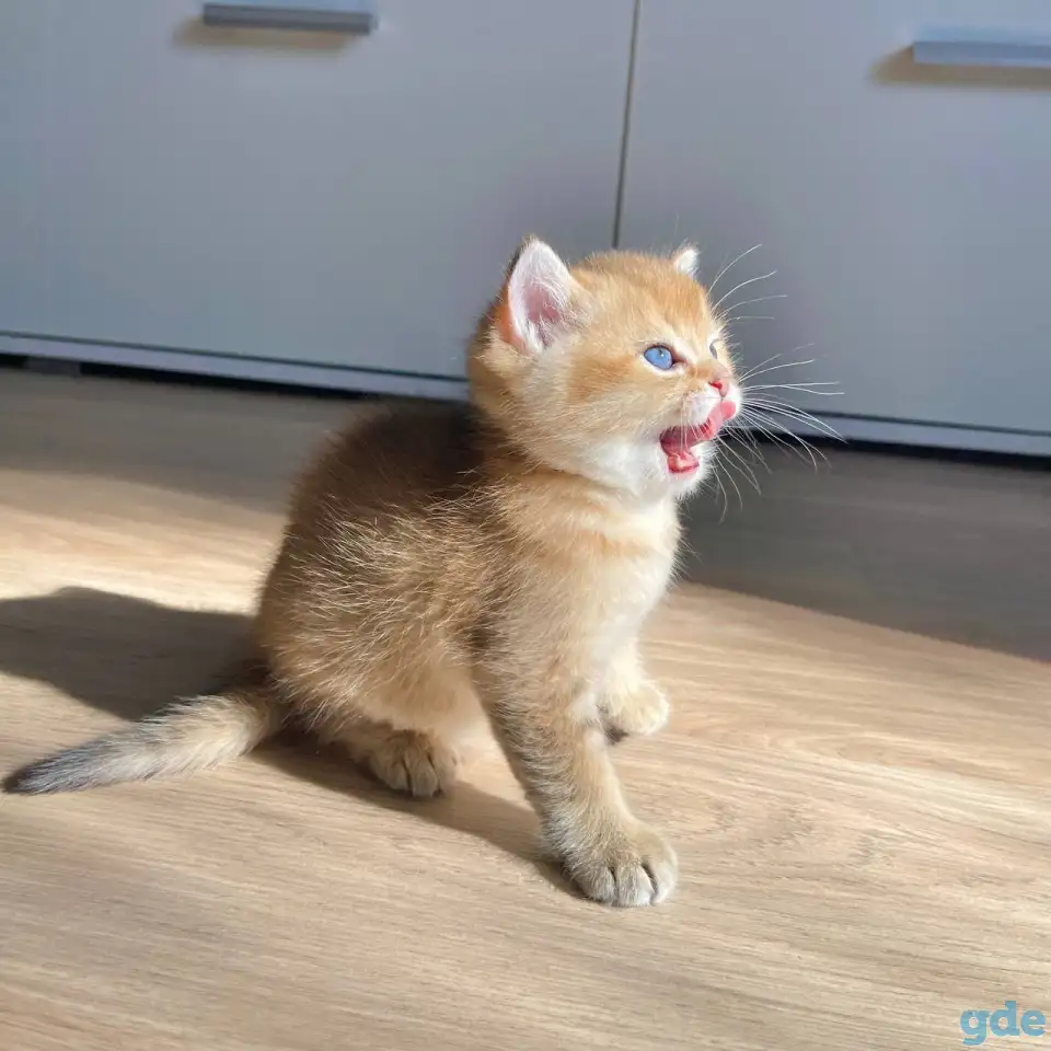 ЗОЛОТАЯ ШИНШИЛЛА шотландские котята, фотография 3