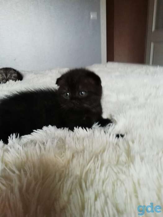 Котенок, фотография 2