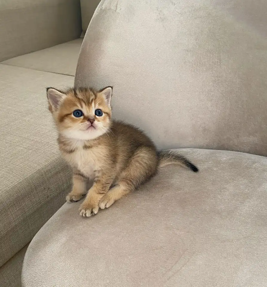 Шотландские котята, фотография 5