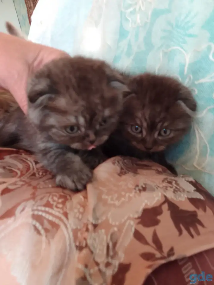 Шотландские котята, фотография 5