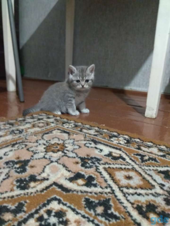 Шотландская кошка, фотография 5