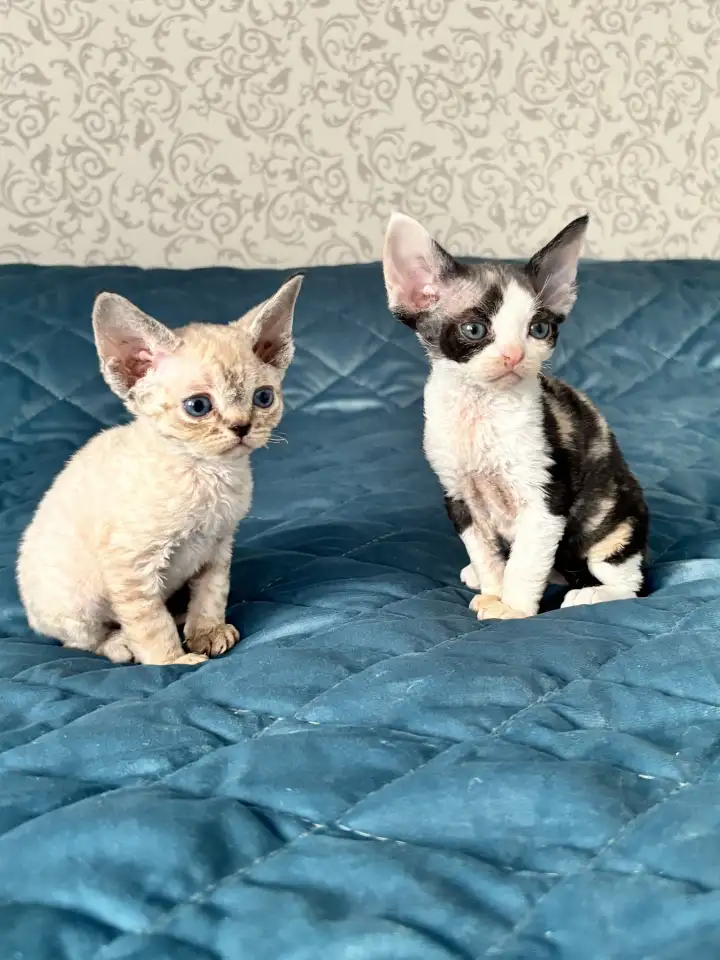 Котята девон рекс, фотография 2