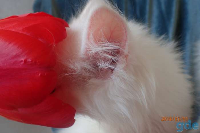 Котята породы Мейн Кун, фотография 9