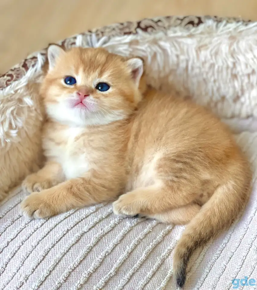 ЗОЛОТАЯ ШИНШИЛЛА шотландские котята, фотография 3