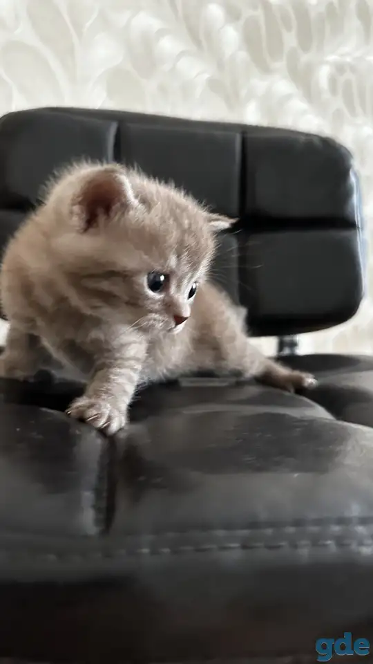 Шотландские котята, фотография 2