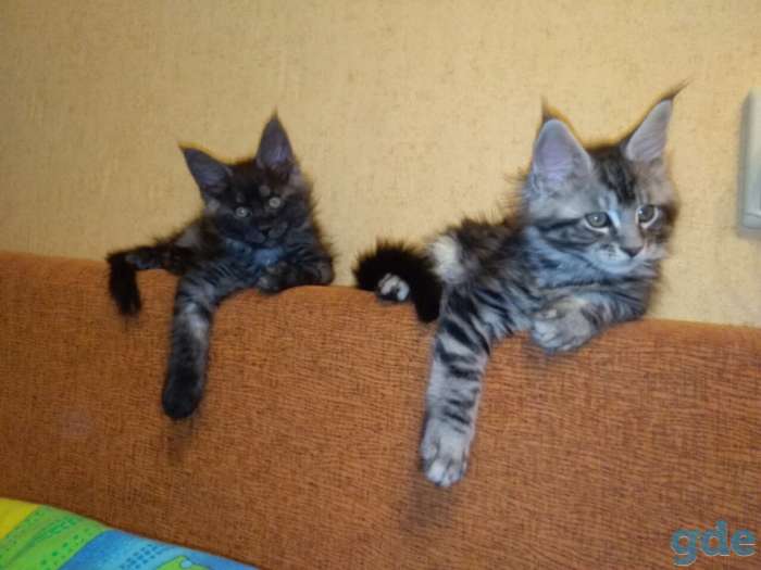 Очаровательные и ласковые котята мейн-кун, фотография 3