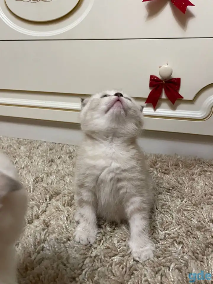 Шотландские мальчик скоттиш страйт и девочка скоттиш фолд, фотография 1