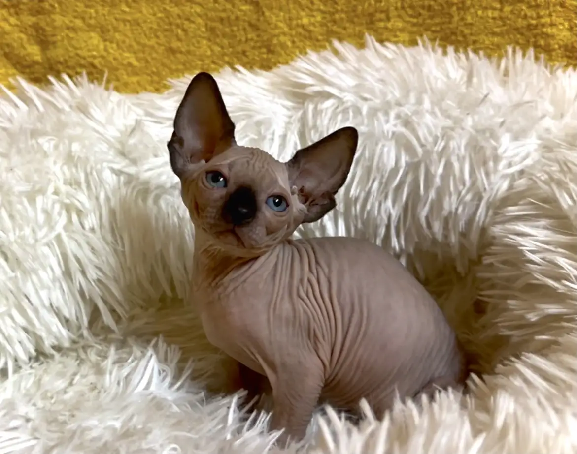 Сфинкс канадский котята, фотография 1