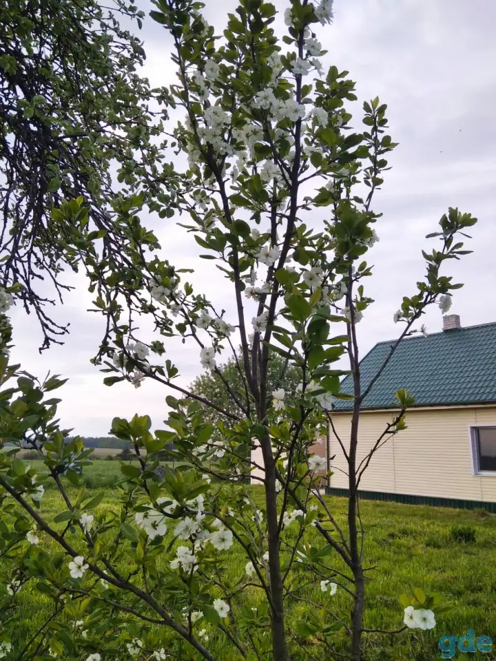 Продам Дом, Д.Стоялово, район, Могилёвская обл., фотография 10