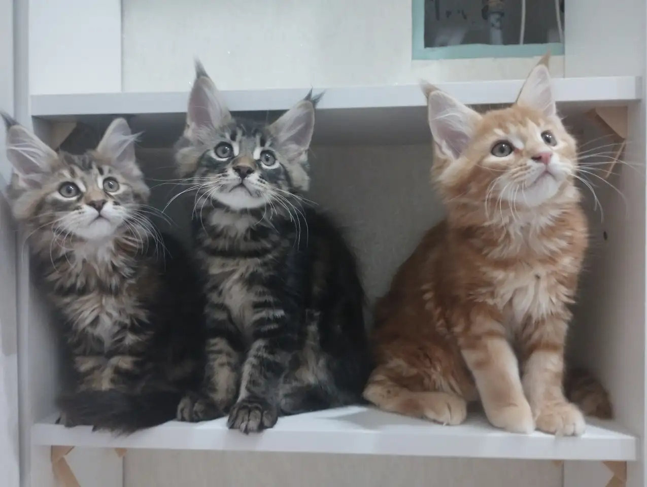 Котята породы Мейн-кун, фотография 1