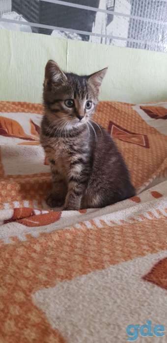 Котята в добрые ручки, фотография 4