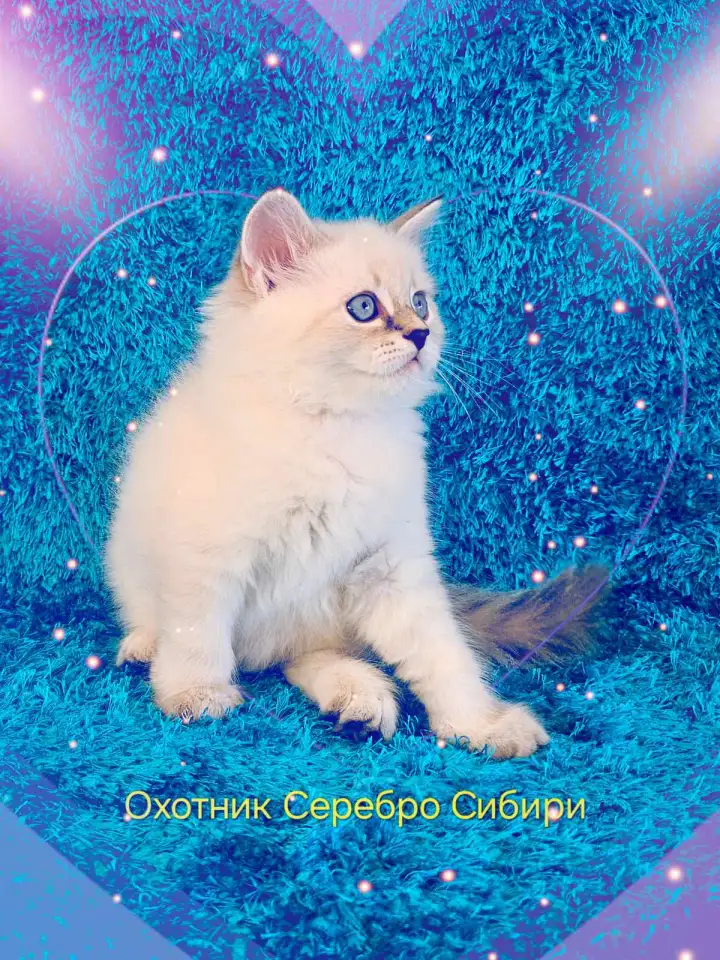 невские маскарадные котята-резерв, фотография 7