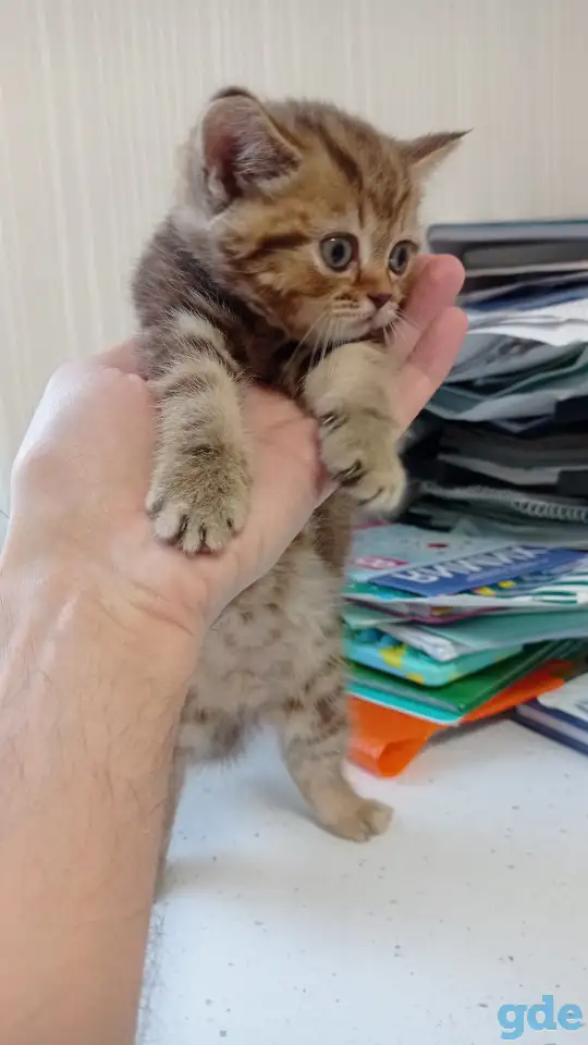Котята британцы, фотография 3
