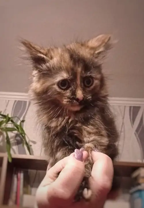 Милые и воспитанные котята ждут своих хозяев!, фотография 4