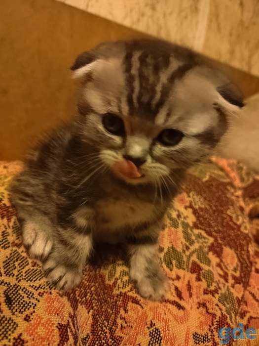 Шотландские котики, фотография 4