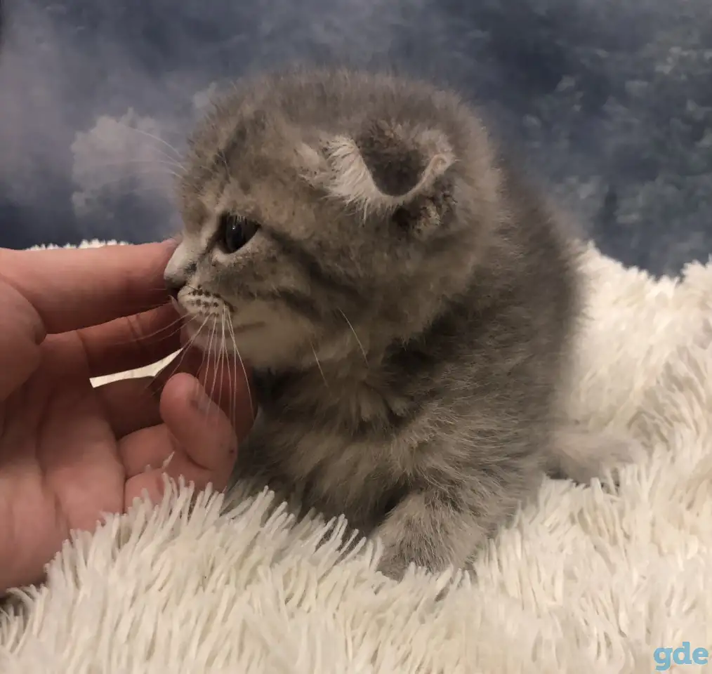 Шотландские вислоухие котята, фотография 6