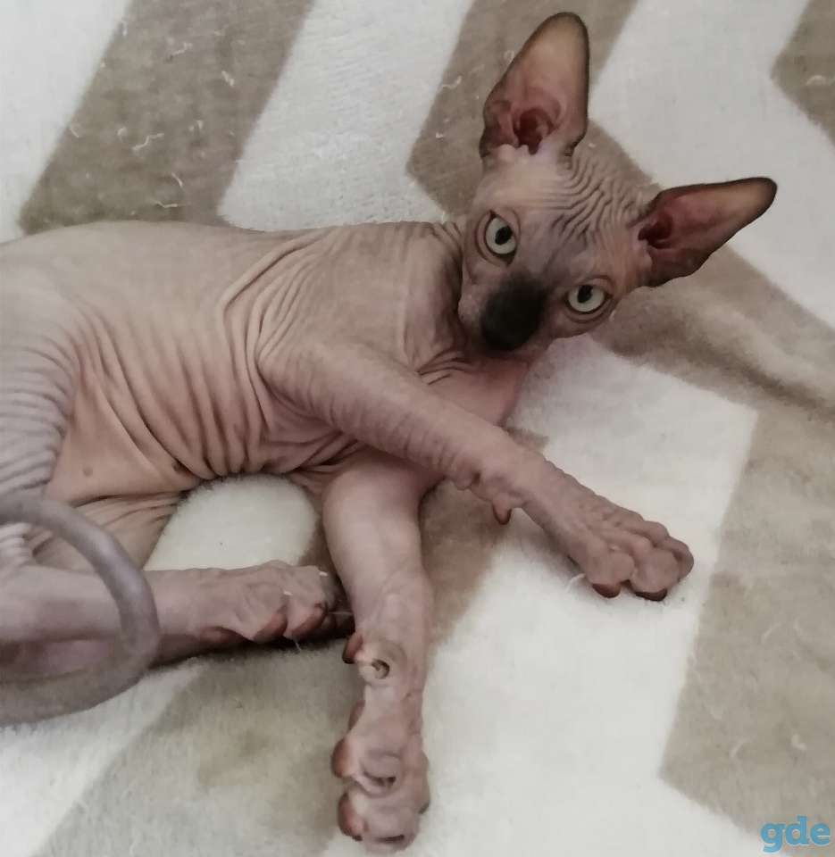 Канадский сфинкс котята, фотография 2