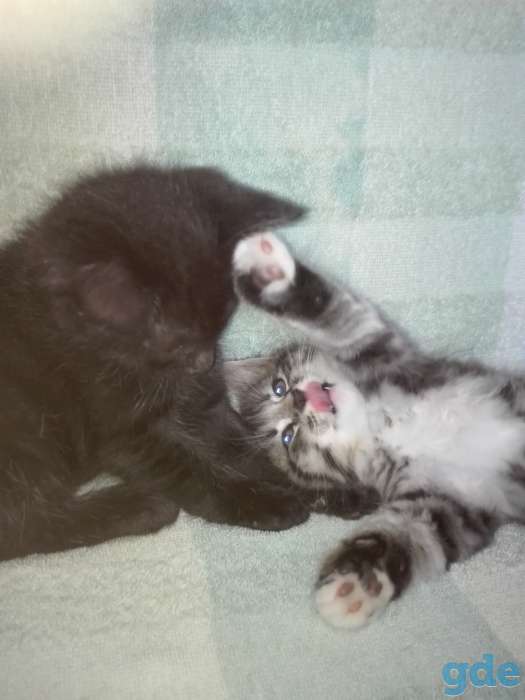 Котенок, фотография 4