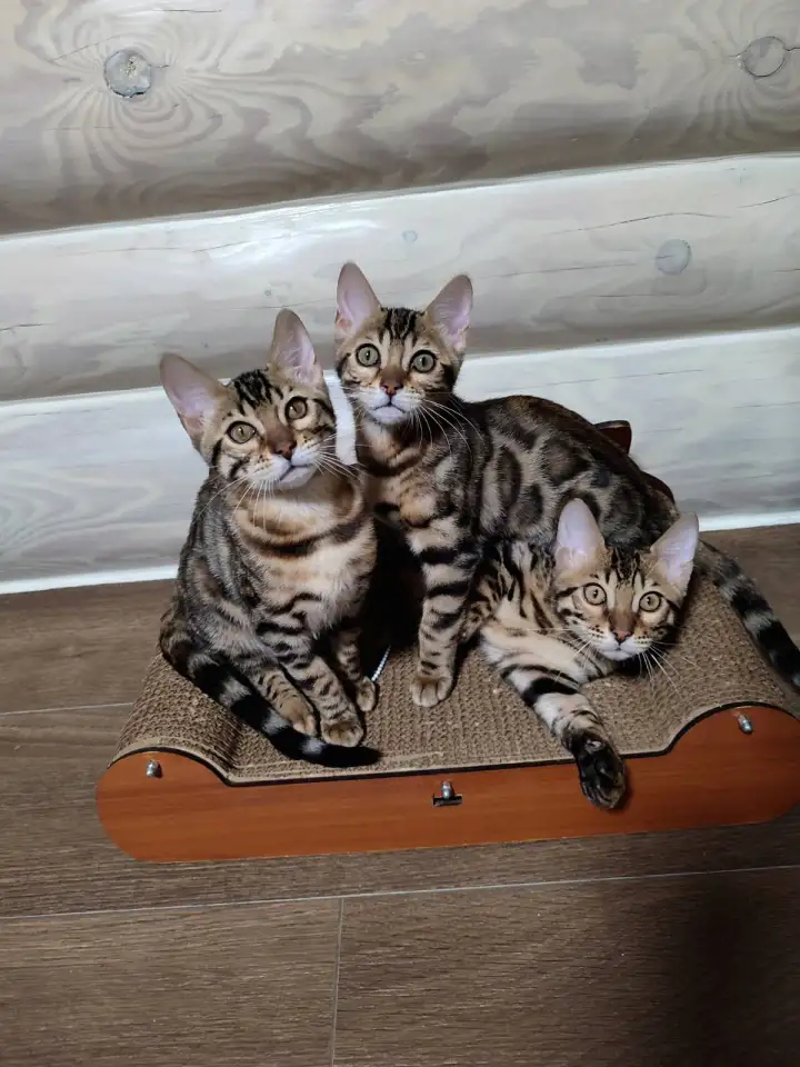 Бенгальский котенок, фотография 13