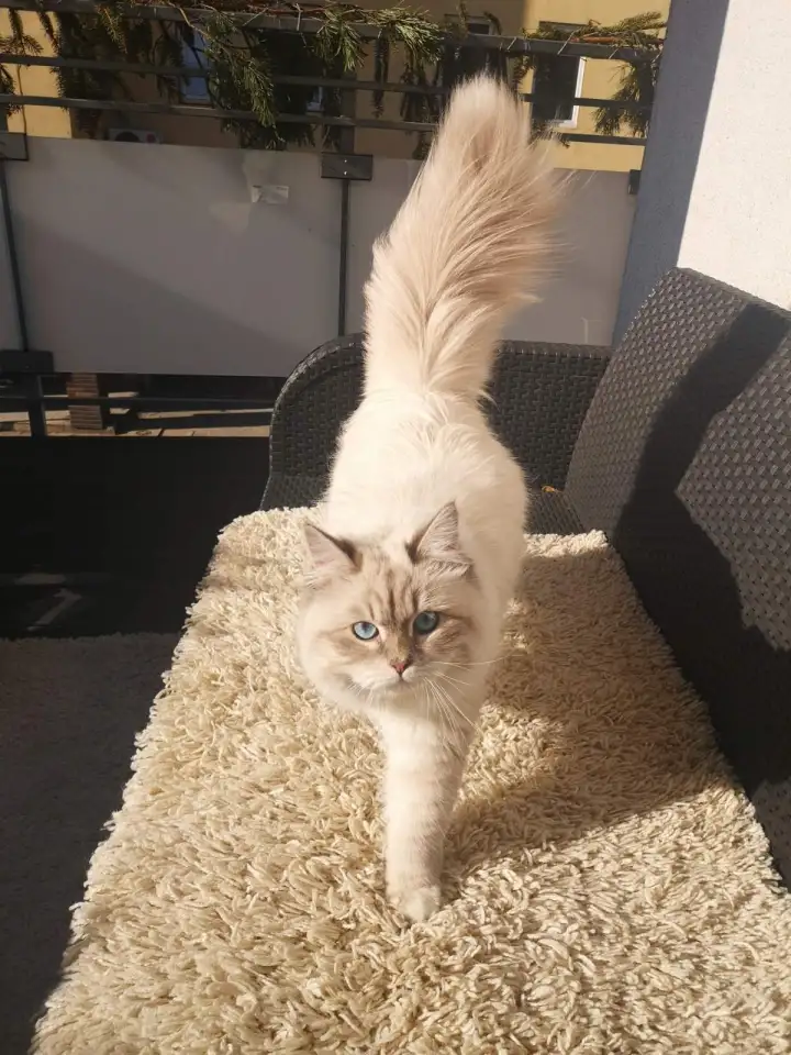 Нужен кот для вязки Невской Маскарадной, фотография 4