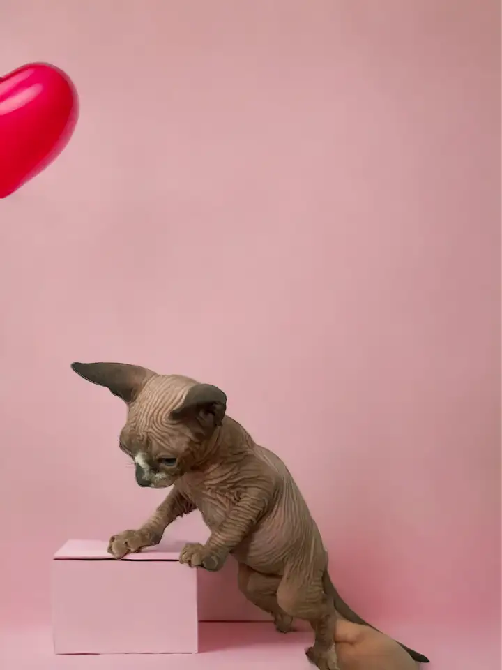Котята канадского сфинкса, фотография 6