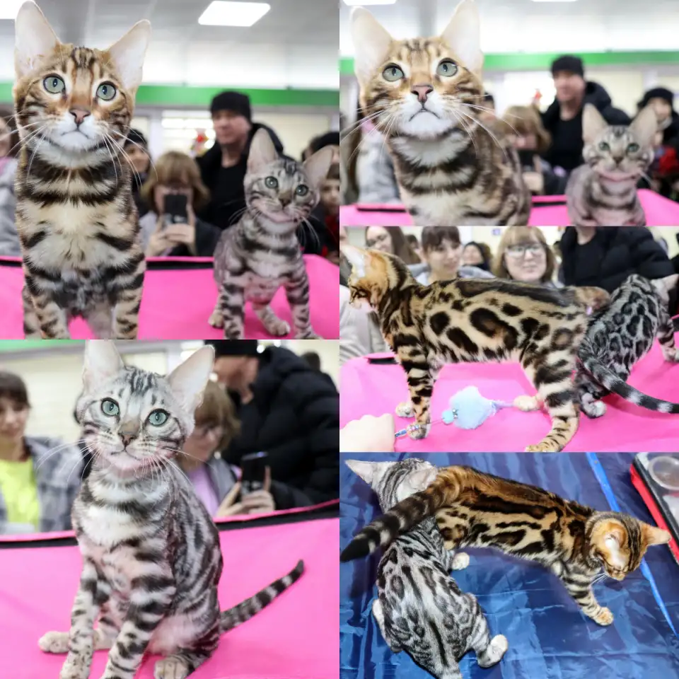 Бенгальские котята, фотография 3