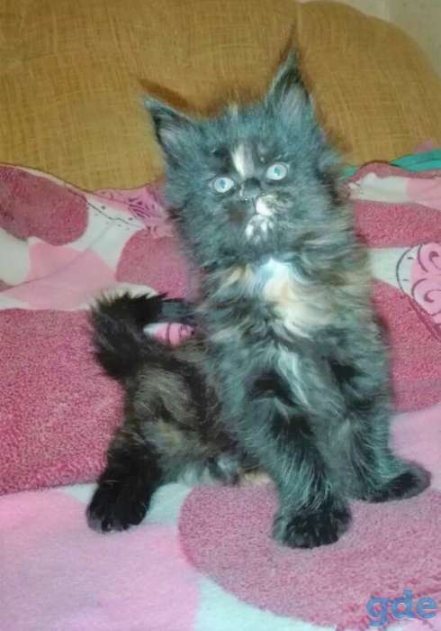 Мейн-кун котенок, фотография 4