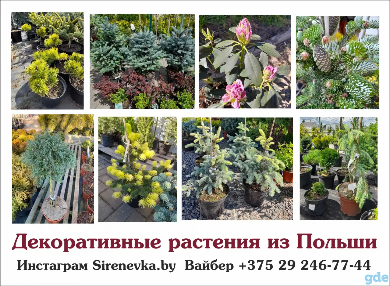 Декоративные растения из Польши, фотография 3