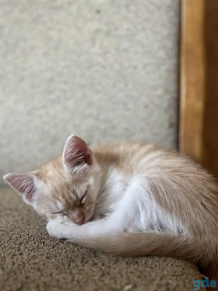 Миленький котенок ищет свой дом, фотография 3