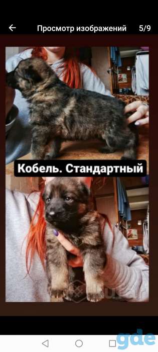 Щенки немецкой овчарки, фотография 3