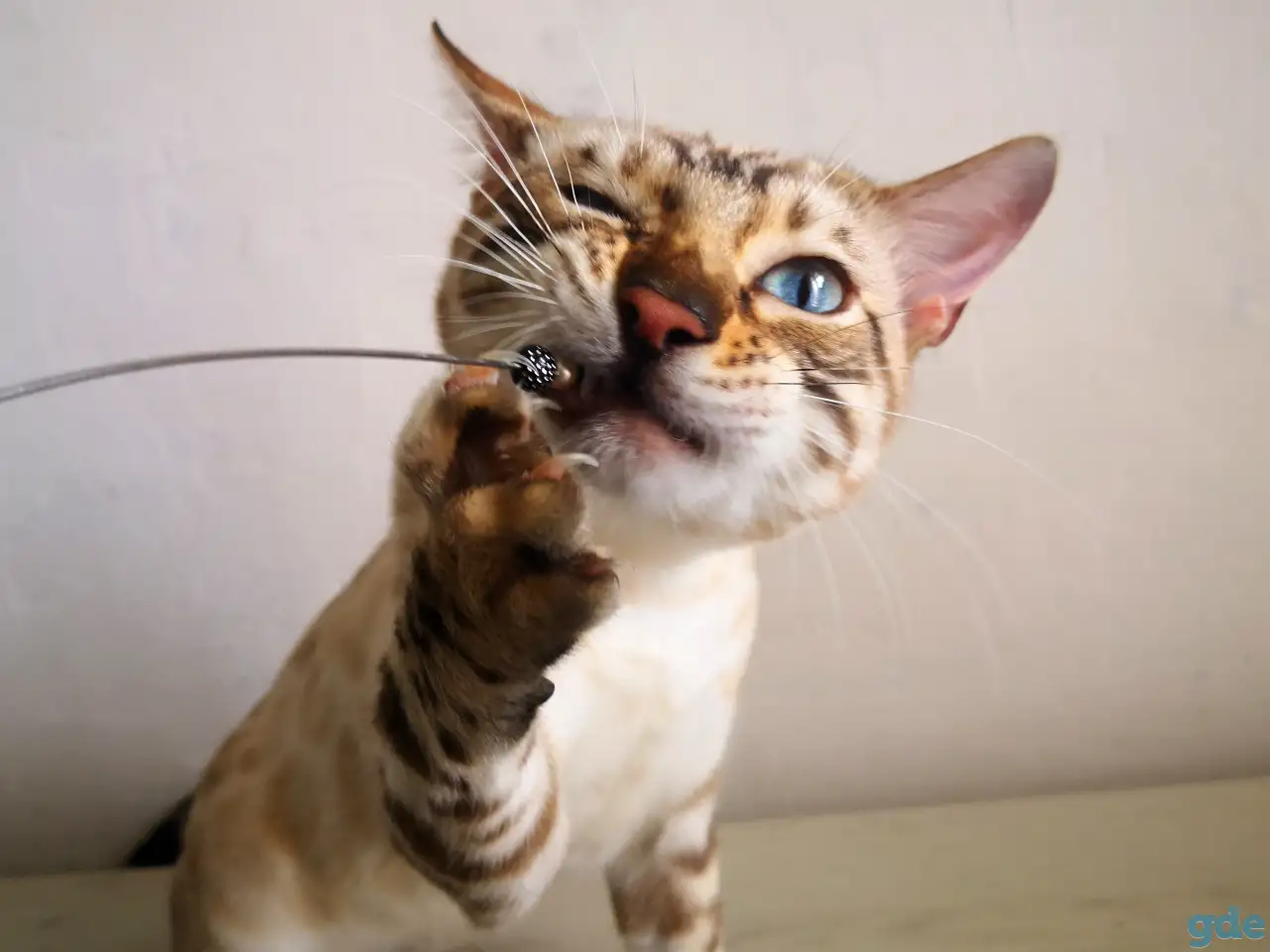 Бенгальские котята, фотография 4