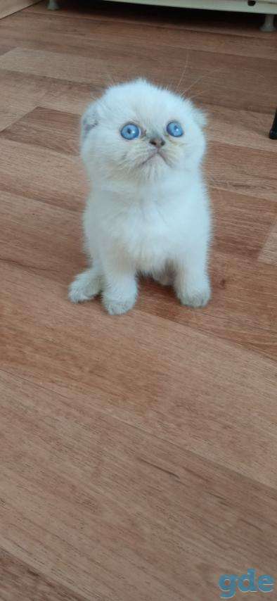 Шотландские котята, фотография 1