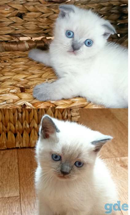 Котята шотландские, фотография 1