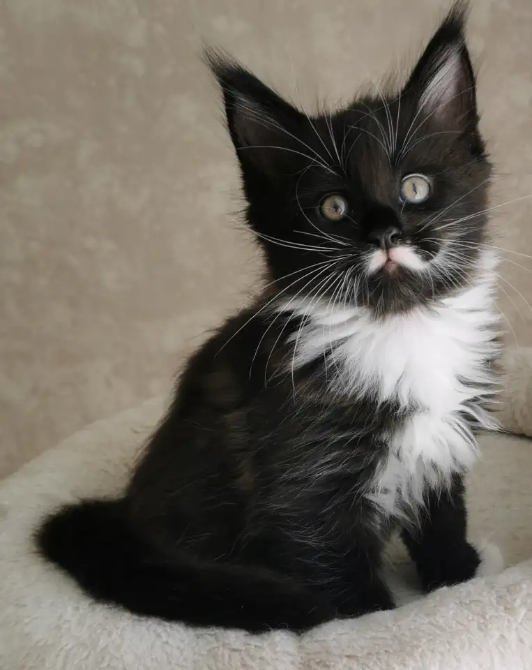 Котятa Мейн Куны из серцифицированного питомника, фотография 4