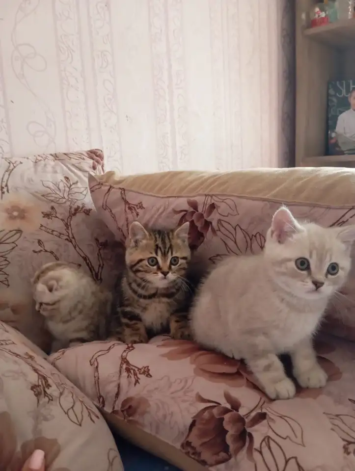 Котята, фотография 6