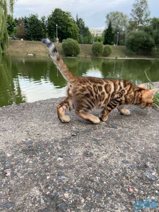 Бенгальские котята, фотография 7