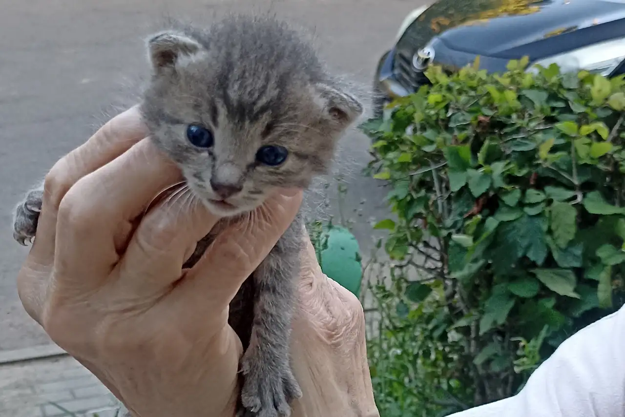 Срочно! Маленький Котенок мальчик в дар!, фотография 8