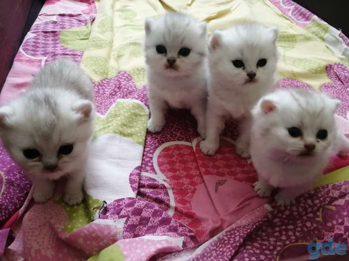 Котята, фотография 1
