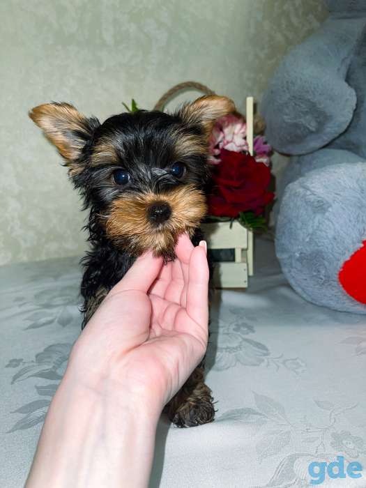 Продаю, фотография 5