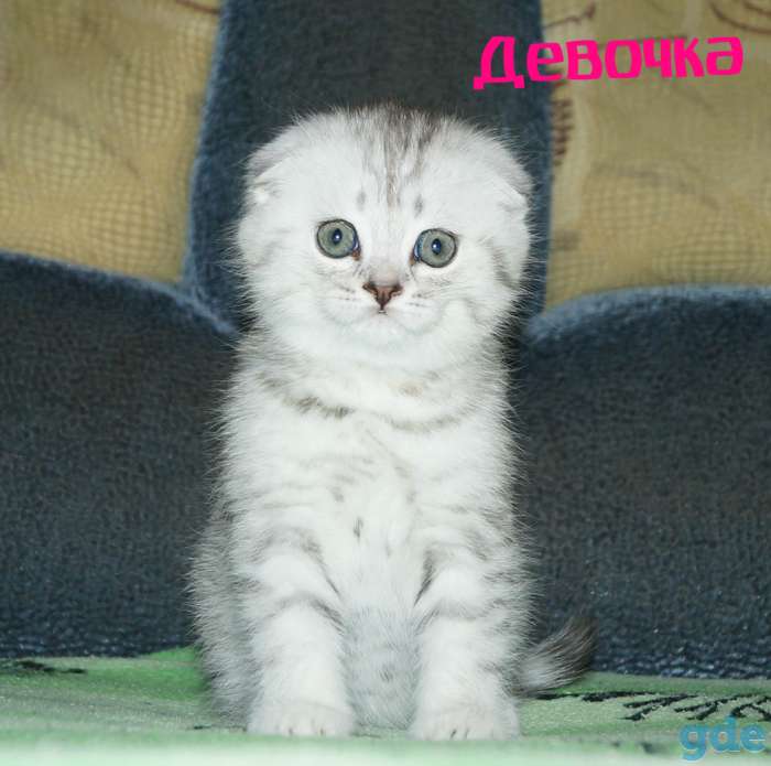 Шотландские котята, фотография 1