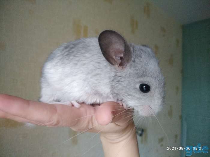 Шиншилла. Шиншилленок.  Девочки., фотография 4