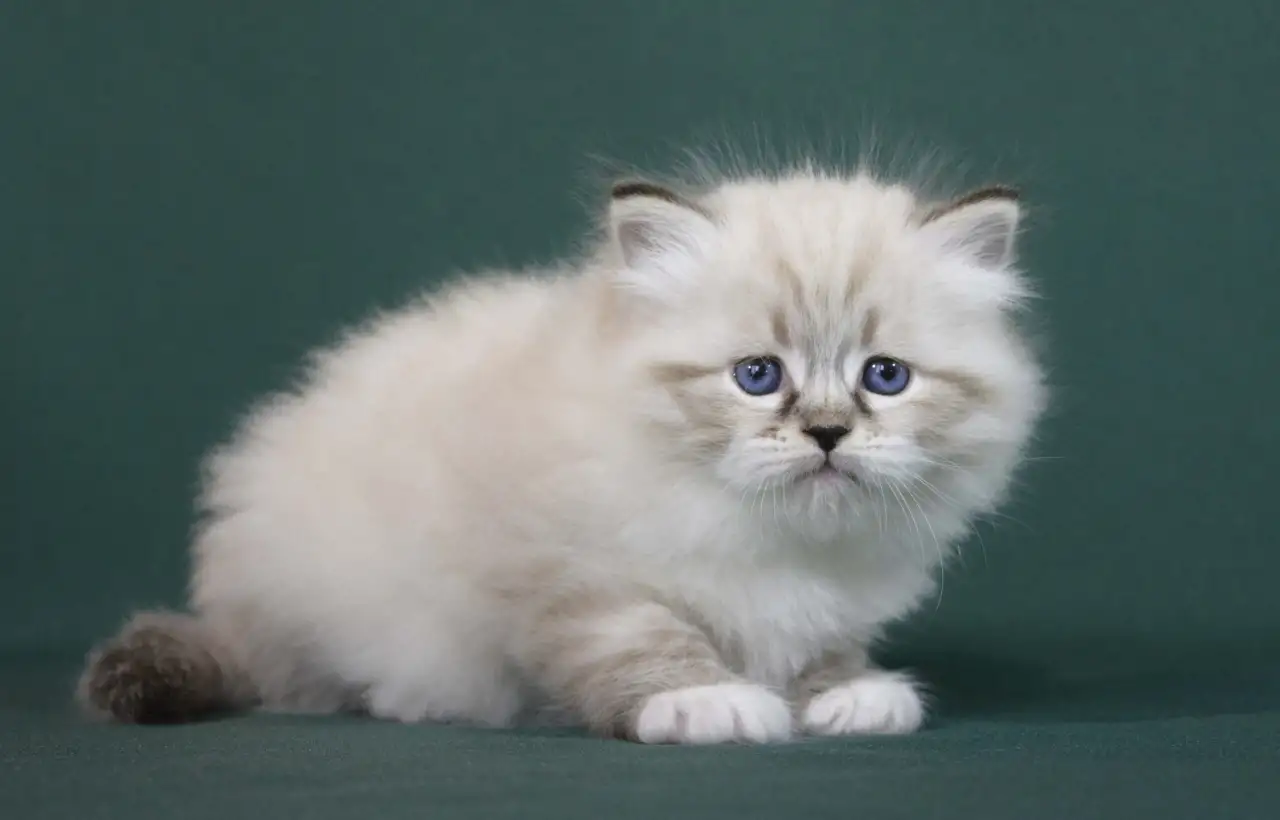 Сибирский котенок, невский маскарадный котенок, фотография 12