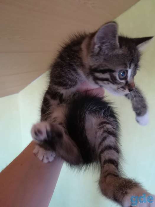 Милые котята ищут заботливого хозяина, фотография 3